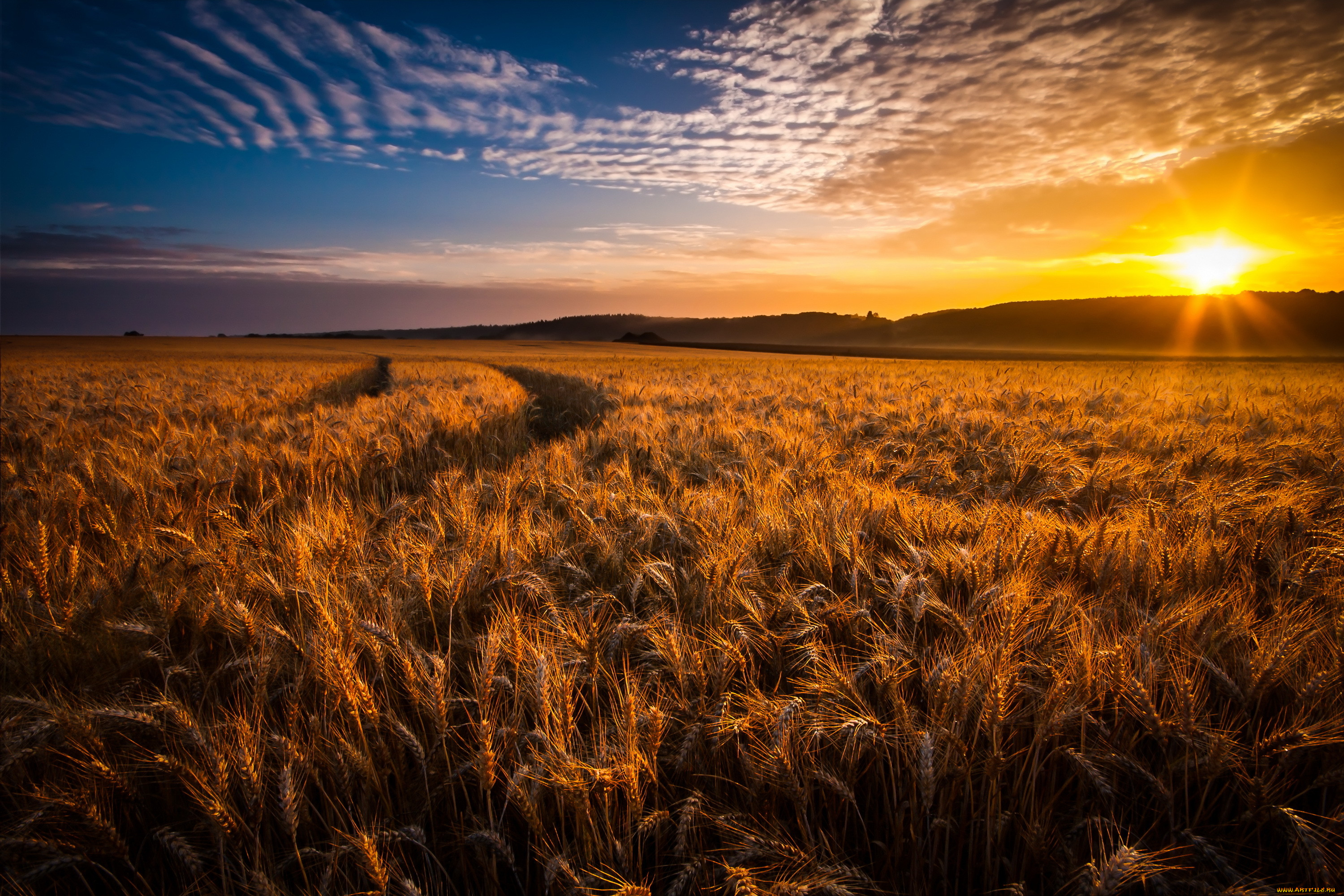 Пшеничное солнце. Пшеничное поле. Закат в поле. Пшеничное поле вечером. Пшеница на рассвете.